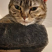 Kora joined the competition — help win amazing prizes! alert, animal, cat, cat_tree, close_up, cute, domestic_cat, ears, face, feline, fur, fuzzy, home, indoor, looking_down, pet, platform, resting, tabby, whiskers