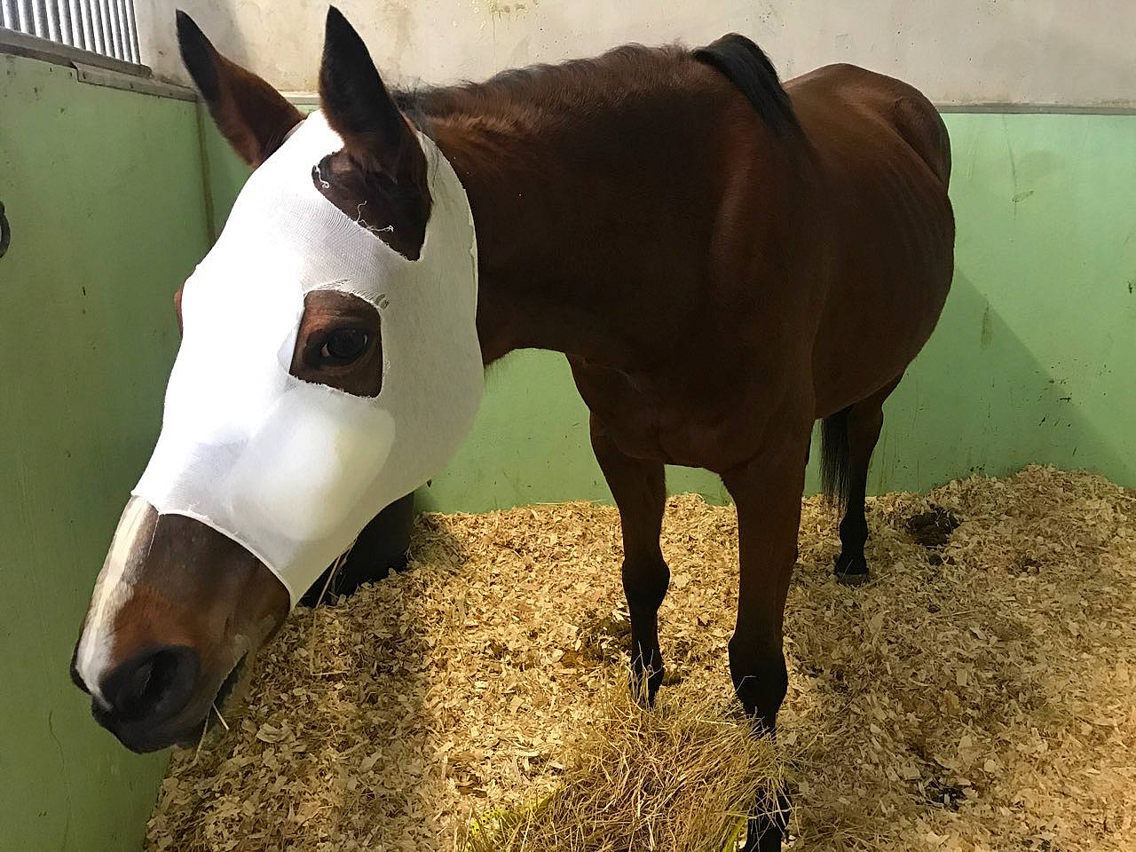 Tzara a rejoint le concours — aidez-le/la à gagner de superbes lots ! horse, horse_tack, liver, livestock, mammal, mane, mare, mustang_horse, pack_animal, snout, stallion