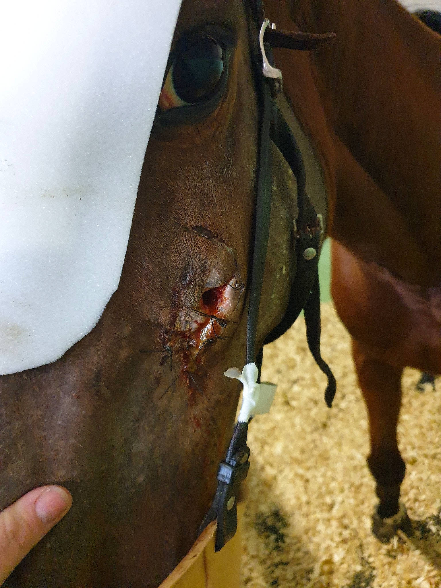 Tzara a rejoint le concours — aidez-le/la à gagner de superbes lots ! bridle, halter, horse, horse_supplies, horse_tack, liver, mare, rein, snout, stallion