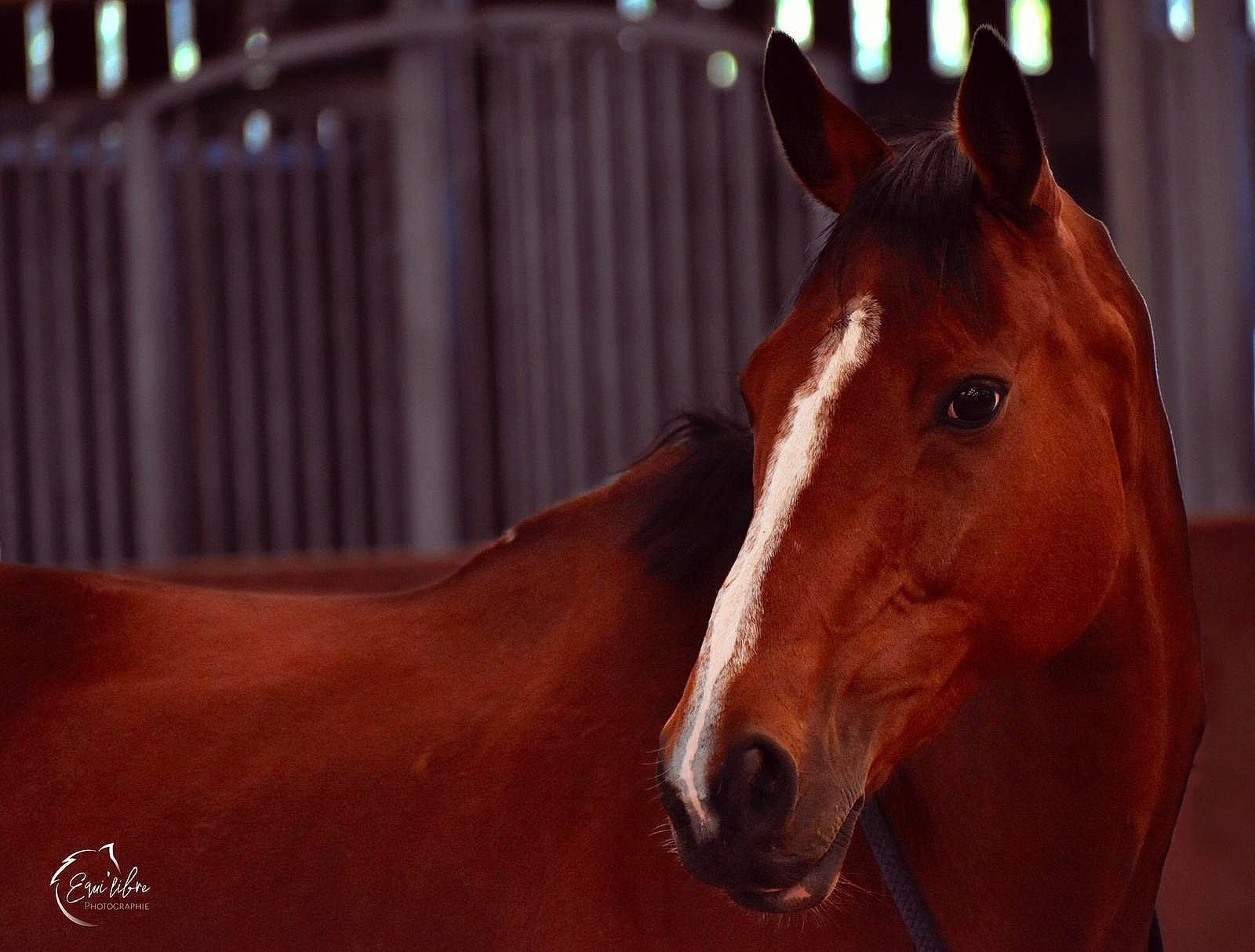 Tzara participe au concours pour gagner de l'argent avec cette photo : horse, horse_supplies, liver, mammal, mane, mare, mustang_horse, snout, sorrel, stable, stallion, vertebrate