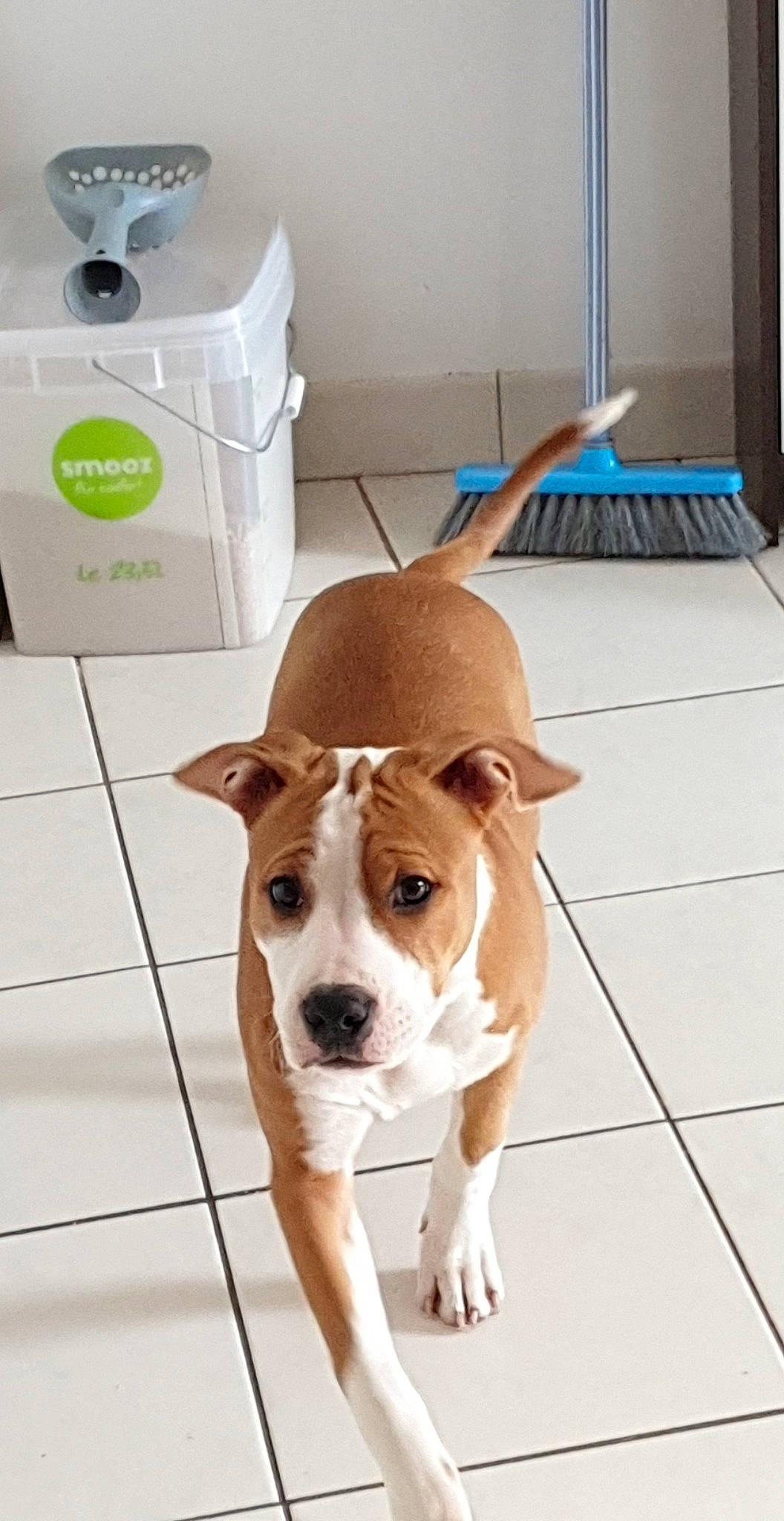 Mee-na a rejoint le concours — aidez-le/la à gagner de superbes lots ! american_pit_bull_terrier, american_staffordshire_terrier, bull_and_terrier, canidae, carnivore, companion_dog, dog, dog_breed, ear, fawn, mammal, non_sporting_group, nose, old_english_terrier, pit_bull, puppy, rare_breed_dog, snout, staffordshire_bull_terrier, tile