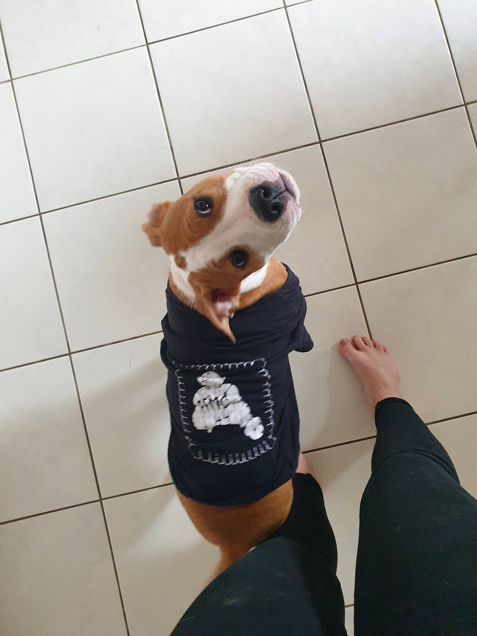 Mee-na participe au concours pour gagner de l'argent avec cette photo : canidae, carnivore, companion_dog, dog, dog_breed, dog_clothes, fawn, snout, sporting_group