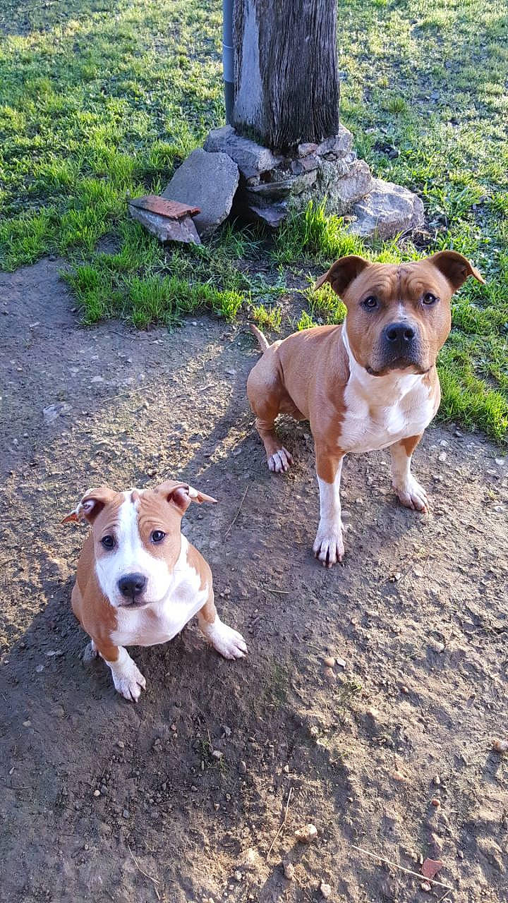 Mee-na participe au concours pour gagner de l'argent avec cette photo : adventure, american_pit_bull_terrier, american_staffordshire_terrier, ancient_dog_breeds, canidae, carnivore, companion_dog, dog, dog_breed, fawn, mammal, non_sporting_group, rare_breed_dog, snout, sporting_group, staffordshire_bull_terrier, terrier, vertebrate