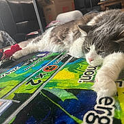 Conor joined the competition — help win amazing prizes! animal, box, casual, cat, colorful, cozy, fluffy, furniture, game_mat, gray, home, indoor, lying_down, paw, pet, relaxed, resting, table, toy, white
