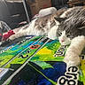 animal, box, casual, cat, colorful, cozy, fluffy, furniture, game_mat, gray, home, indoor, lying_down, paw, pet, relaxed, resting, table, toy, white