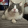 Conor is registered to the contest to win money with this photo: bed, blanket, cat, close_up, cozy, cute, feline, fluffy, fur, gray_and_white, green_eyes, indoor, lamp, pet, pink_nose, plush_toy, resting, room, tapestry, whiskers