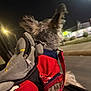 Lucas joined the competition — help win amazing prizes! dog, pet, red_clothing, leash, car_window, night, streetlights, outdoor, animal, furry, ears, curious, transportation, road, blurry_background, small_dog, walking_accessory, travel, canine, adventure
