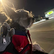 Lucas joined the competition — help win amazing prizes! dog, night, streetlight, car_window, jacket, fur, outdoor, animal, pet, leash, dark, blurred_background, side_profile, canine, transportation, road, light, wind, travel, evening