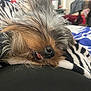 dog, resting, close_up, fluffy_fur, small_dog, tongue_out, zebra_pattern, blanket, cozy, sleeping, pet, animal, indoor, fur, cute, muzzle, snout, black_nose, whiskers, relaxed