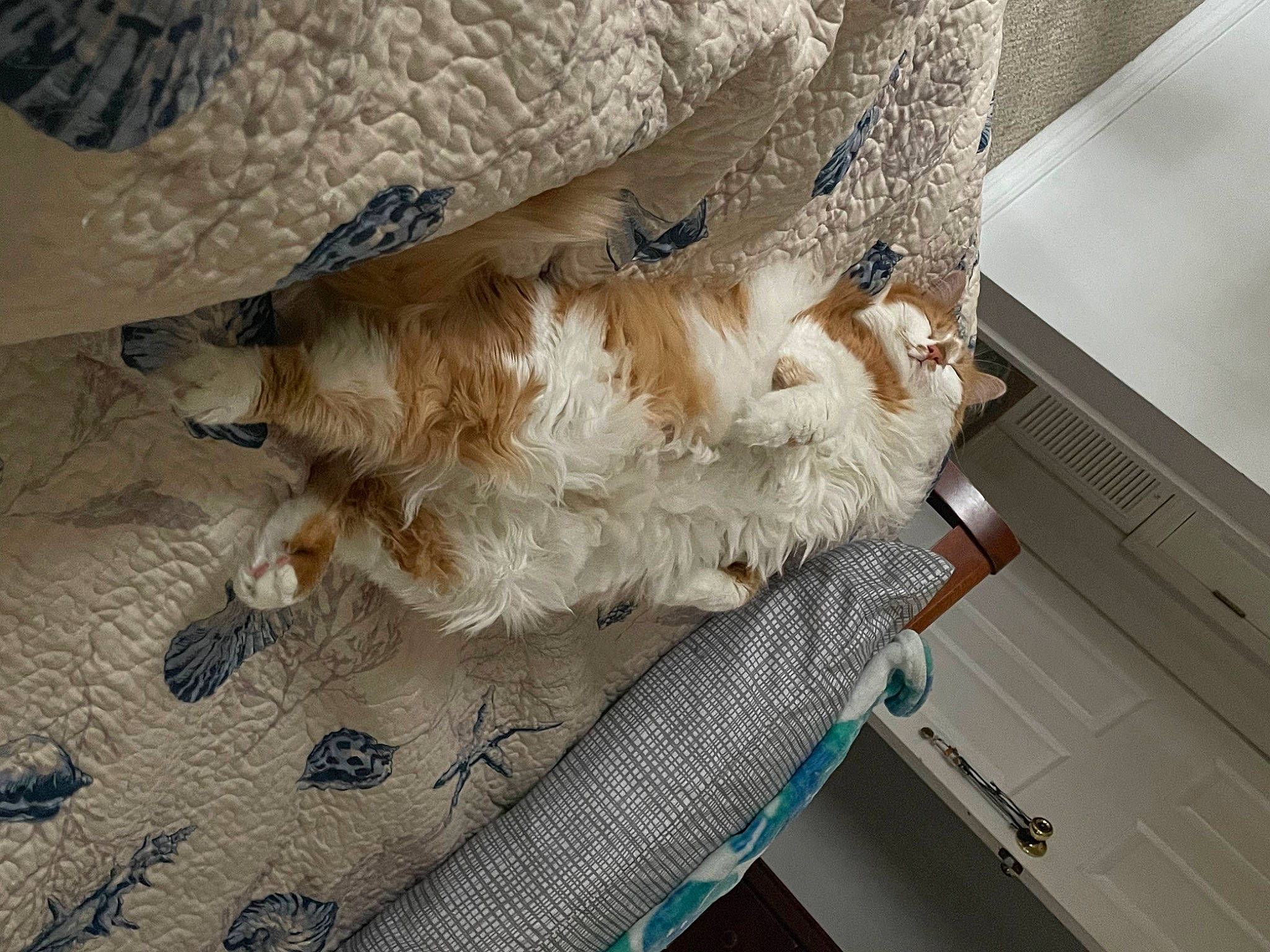 Birdie joined the competition — help win amazing prizes! carnivore, comfort, companion_dog, dog, dog_breed, felidae, flooring, fur, hardwood, room, small_to_medium_sized_cats, sporting_group, tail, wood, working_animal