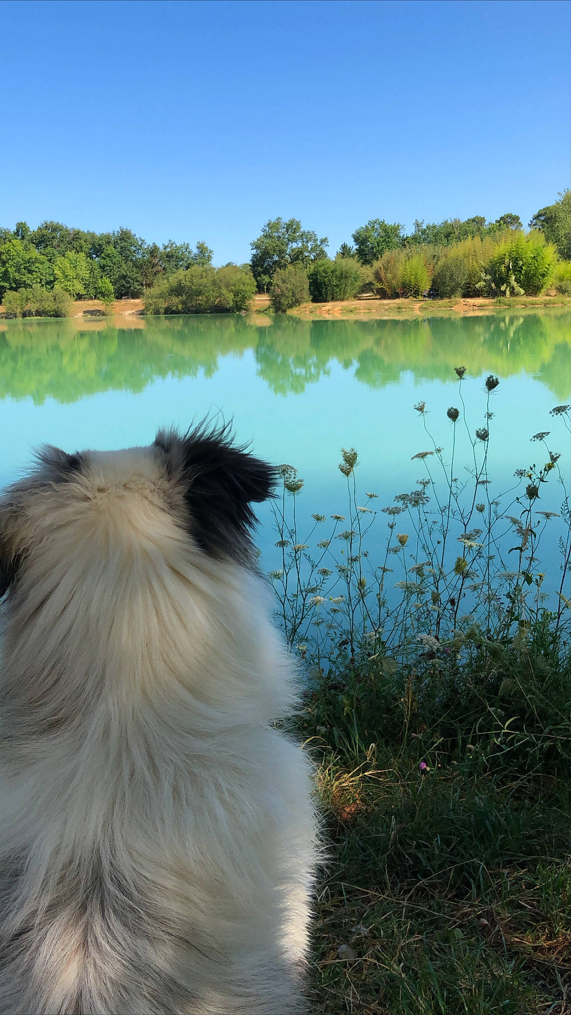 Percy Jackson a rejoint le concours — aidez-le/la à gagner de superbes lots ! bank, canidae, carnivore, dog, dog_breed, german_spitz_mittel, lake, non_sporting_group, pomeranian, pond, reflection, river, water_resources, watercourse, wetland