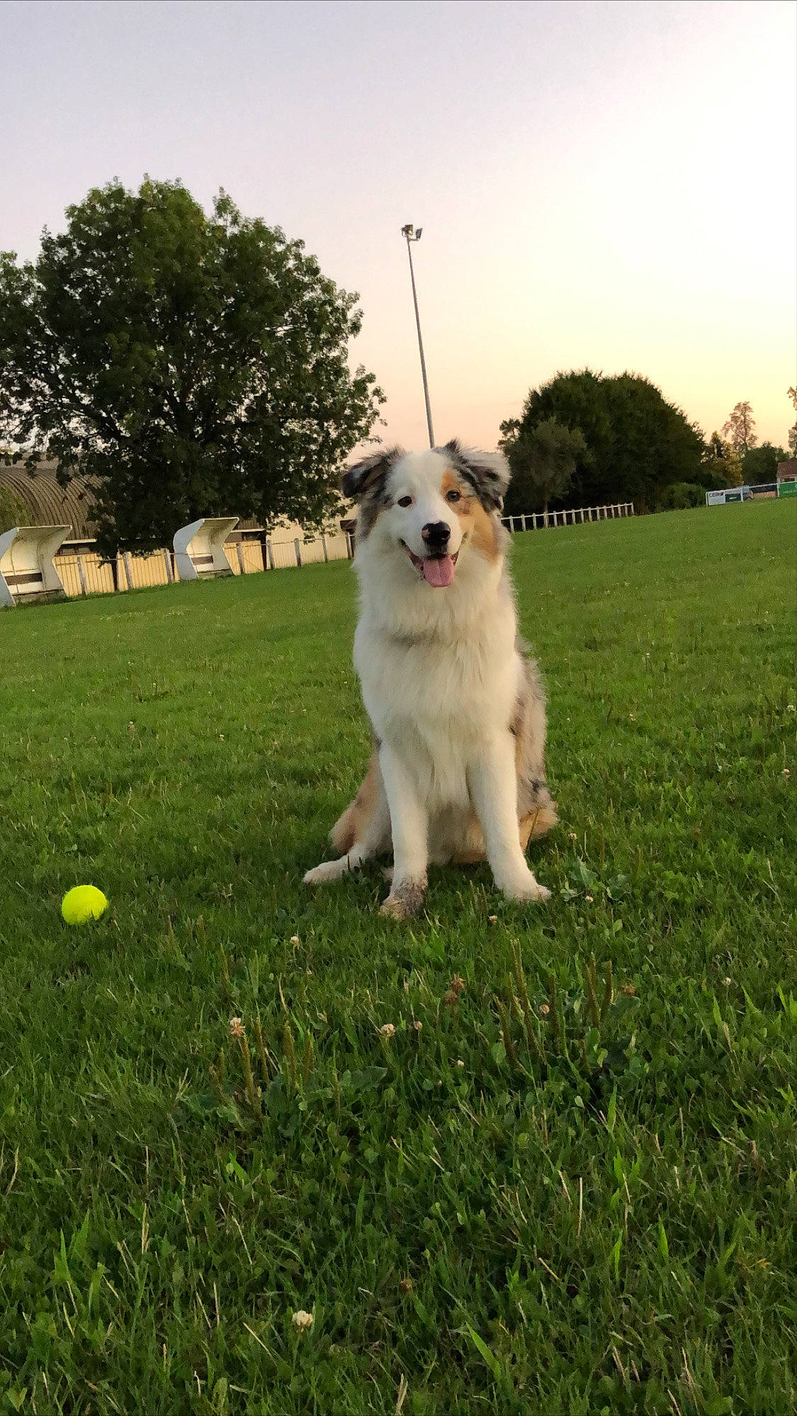 Percy Jackson a rejoint le concours — aidez-le/la à gagner de superbes lots ! australian_shepherd, canidae, carnivore, companion_dog, dog, dog_breed, grass, great_pyrenees, lawn, livestock_guardian_dog, mammal, pyrenean_mastiff, sporting_group, tornjak, vertebrate, working_dog