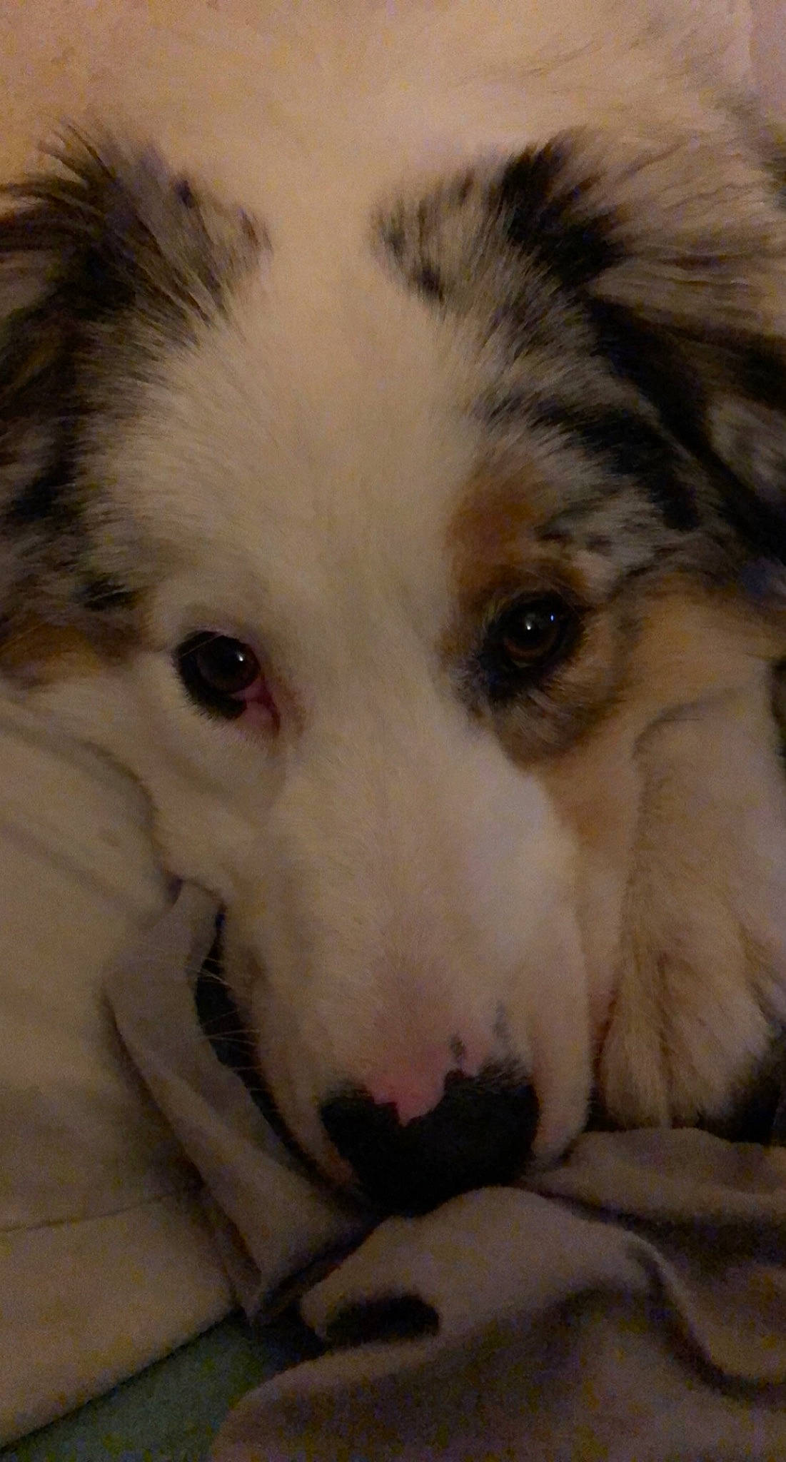 Percy Jackson participe au concours pour gagner de l'argent avec cette photo : australian_collie, australian_shepherd, border_collie, canidae, carnivore, companion_dog, dog, dog_breed, herding_dog, mammal, miniature_australian_shepherd, puppy, rare_breed_dog, scotch_collie, snout, sporting_group, vertebrate, welsh_sheepdog