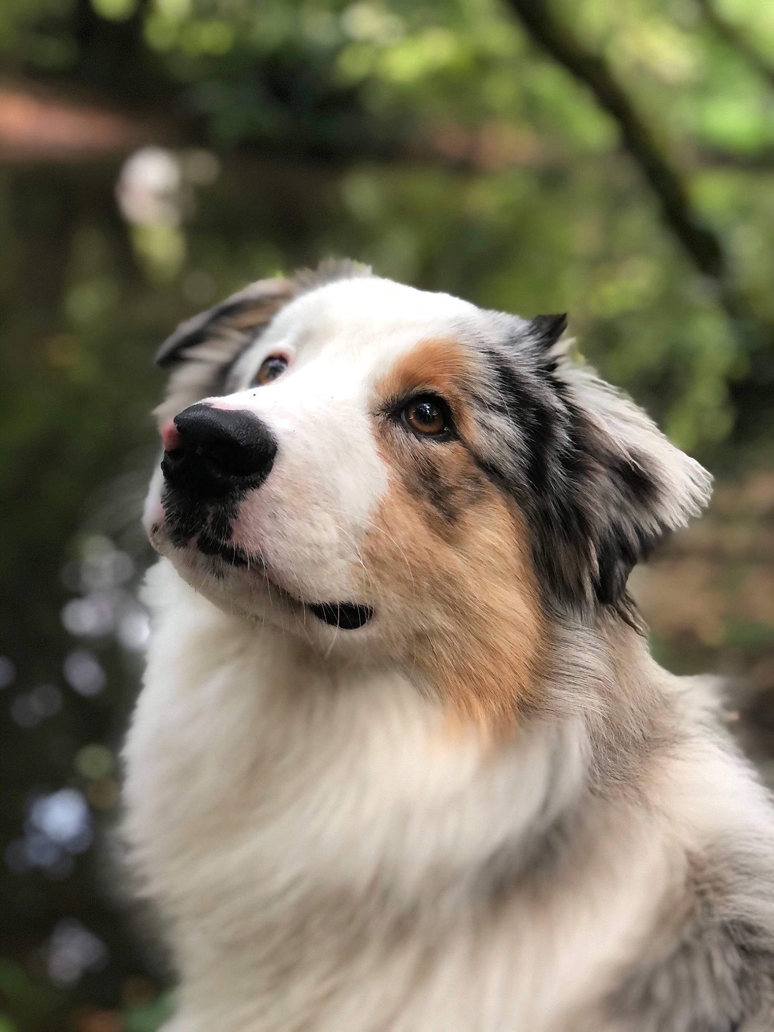 Percy Jackson participe au concours pour gagner de l'argent avec cette photo : aidi, australian_collie, australian_shepherd, border_collie, canidae, carnivore, companion_dog, dog, dog_breed, great_pyrenees, mammal, miniature_australian_shepherd, rare_breed_dog, snout, sporting_group, tornjak, vertebrate, working_dog
