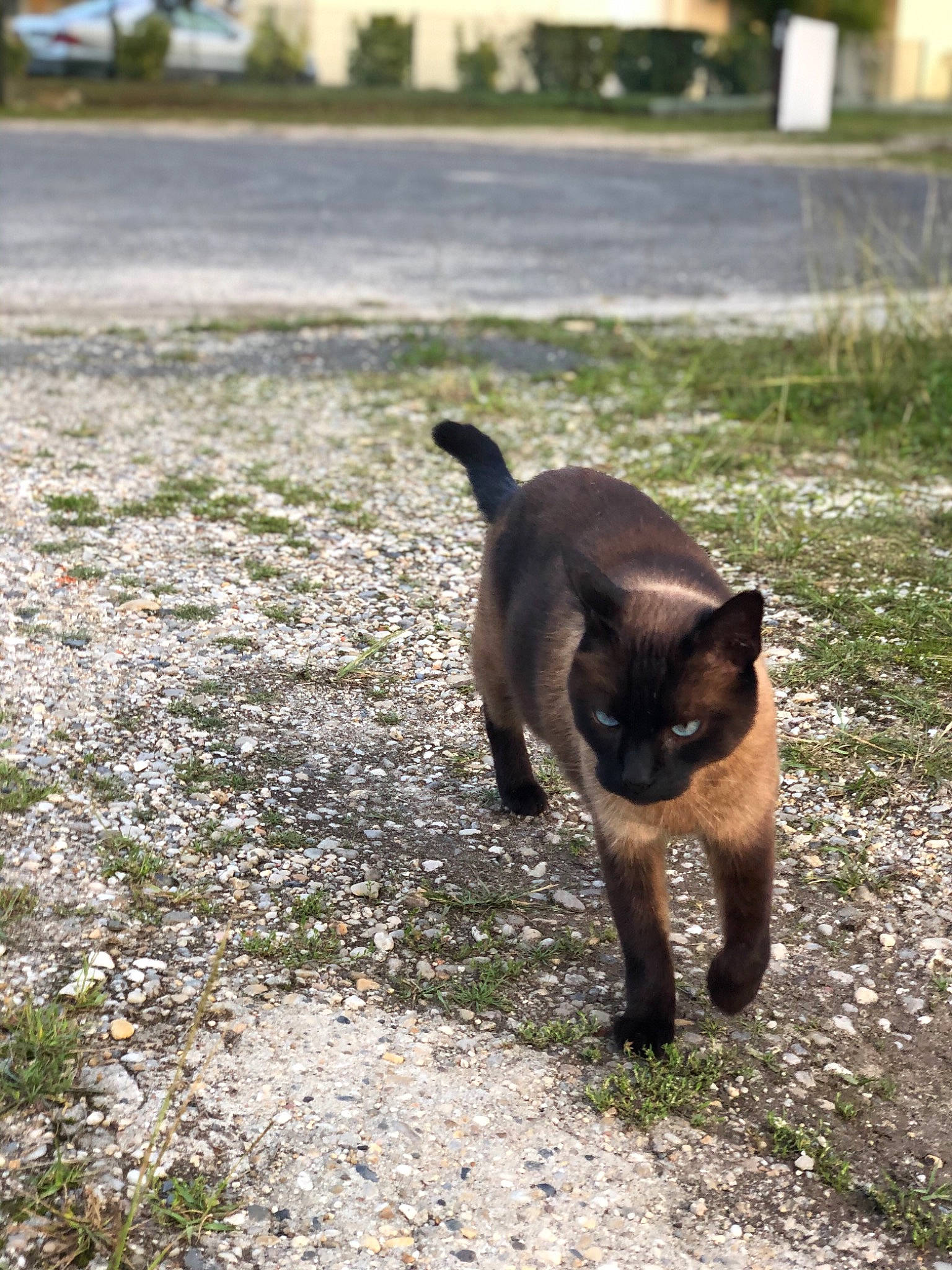 Paul a rejoint le concours — aidez-le/la à gagner de superbes lots ! black_cat, burmese, canidae, carnivore, cat, dog_breed, domestic_short_haired_cat, fawn, felidae, grass, mammal, plant, road, small_to_medium_sized_cats, snout, tail, thai, tree, vertebrate, whiskers