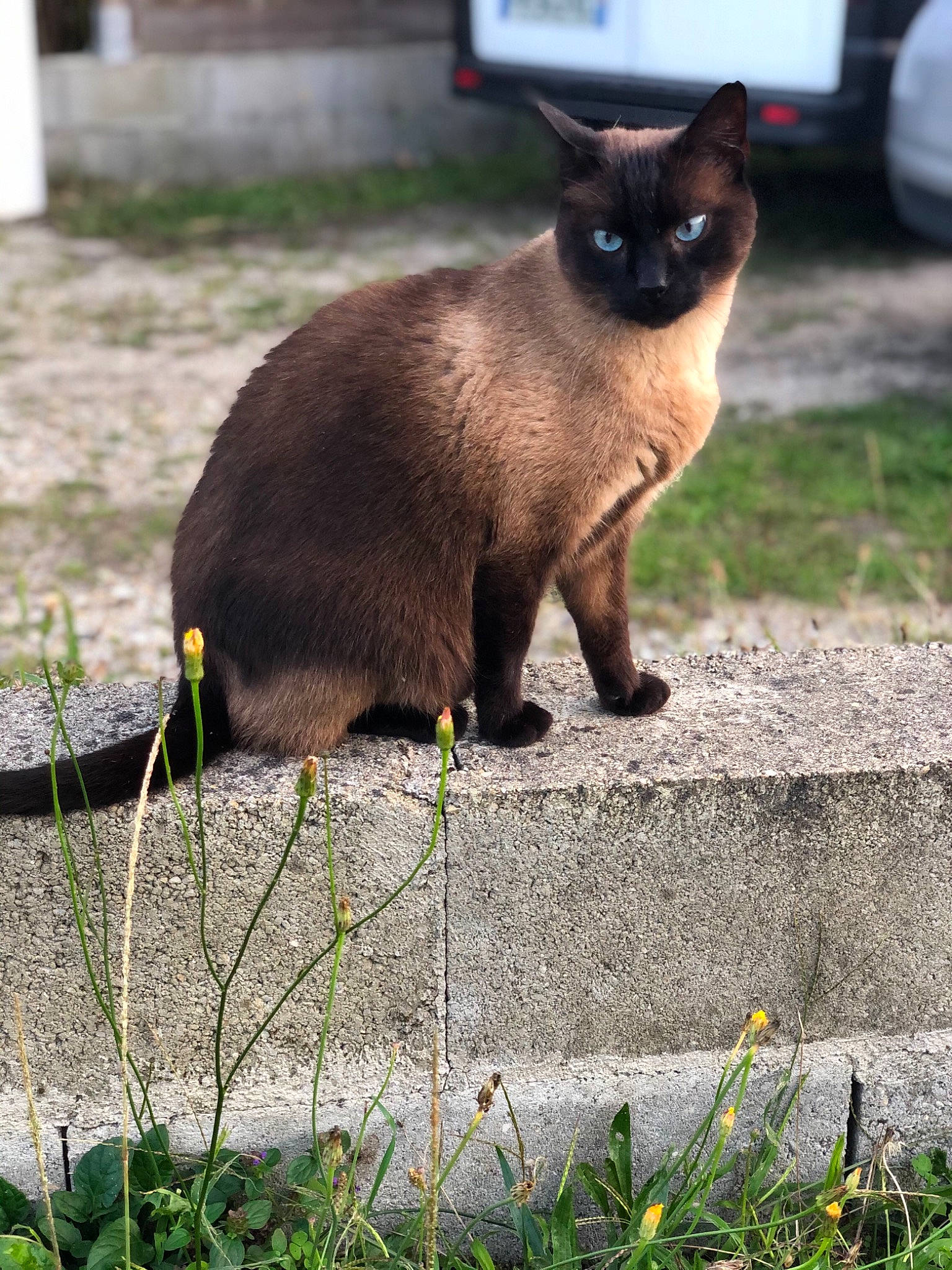 Paul participe au concours pour gagner de l'argent avec cette photo : asian, balinese, black_cat, burmese, carnivore, cat, domestic_short_haired_cat, fawn, felidae, grass, mammal, plant, siamese, small_to_medium_sized_cats, snout, thai, tonkinese, vertebrate, whiskers, wildlife