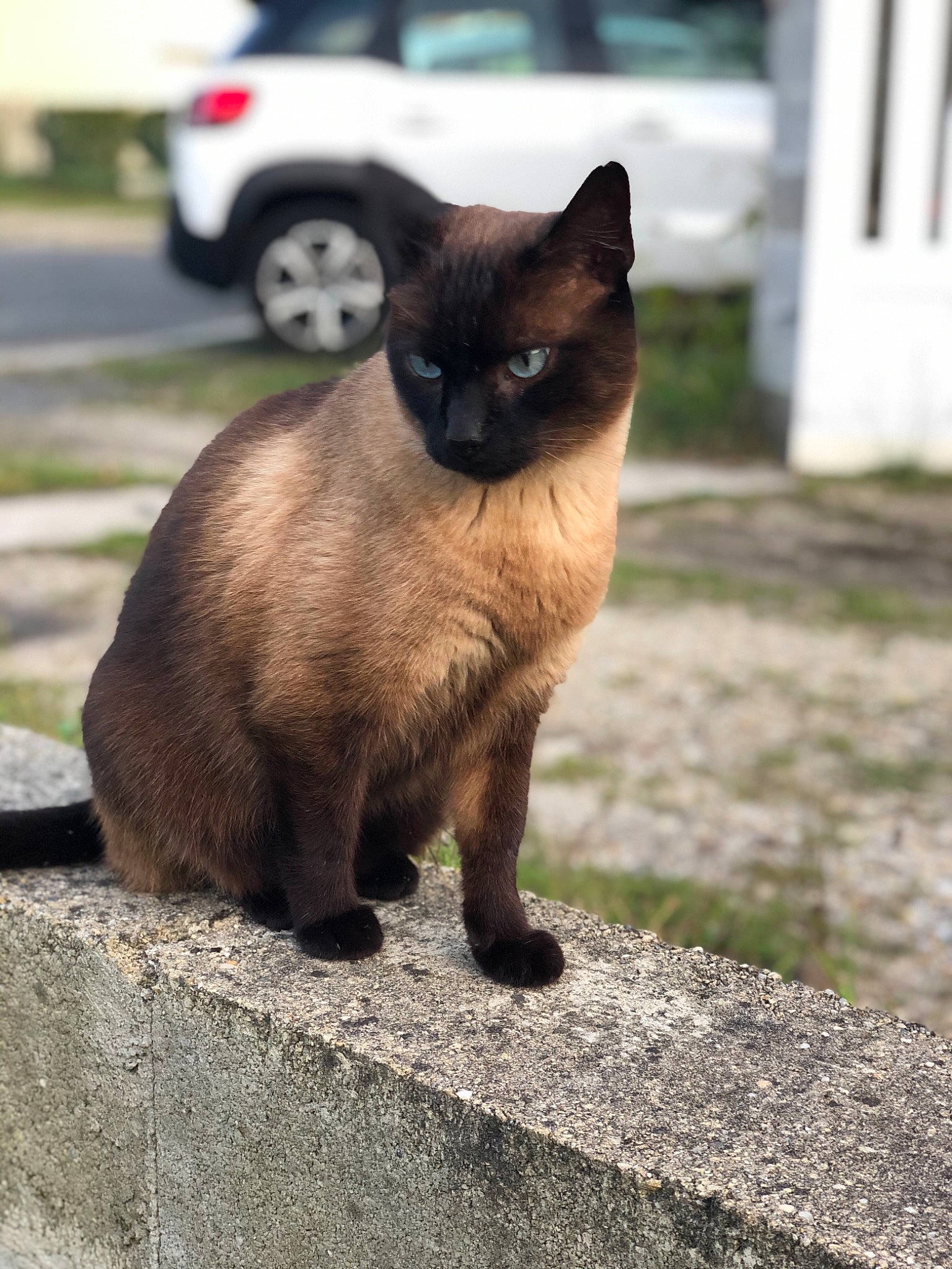 Paul a rejoint le concours — aidez-le/la à gagner de superbes lots ! asian, balinese, birman, black_cat, burmese, carnivore, cat, eye, fawn, felidae, himalayan, mammal, siamese, small_to_medium_sized_cats, thai, tonkinese, vertebrate, whiskers, wildlife