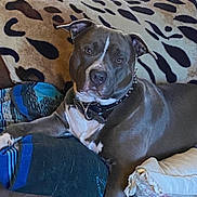 King Blue is registered to the contest to win money with this photo: animal, blanket, brown, collar, comfort, couch, dog, domestic, fur, furniture, home, indoor, leopard_print, looking_at_camera, pet, pillow, pitbull, relaxed, seated, white