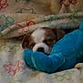 Ozzy. joined the competition — help win amazing prizes! puppy, dog, blanket, plush_toy, sleeping, cute, cozy, indoor, pet, snuggling, soft, animal, fur, resting, comfort, young, brown_and_white, toy, peaceful, closeup