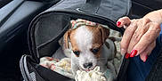 Ozzy. joined the competition — help win amazing prizes! puppy, dog, pet_carrier, car_interior, whipped_cream, hand, nail_polish, red_nails, blanket, drink, cup, mesh, zipper, window, side_mirror, seat, curiosity, cozy, small_dog, human_hand