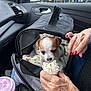 puppy, dog, pet_carrier, car_interior, whipped_cream, hand, nail_polish, red_nails, blanket, drink, cup, mesh, zipper, window, side_mirror, seat, curiosity, cozy, small_dog, human_hand
