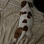 Ozzy. joined the competition — help win amazing prizes! puppy, dog, brown_and_white, spotted_fur, lying_down, blanket, bed, resting, sleeping, cozy, cute, pet, animal, fur, tail, paws, indoor, relaxing, back_view, young_dog