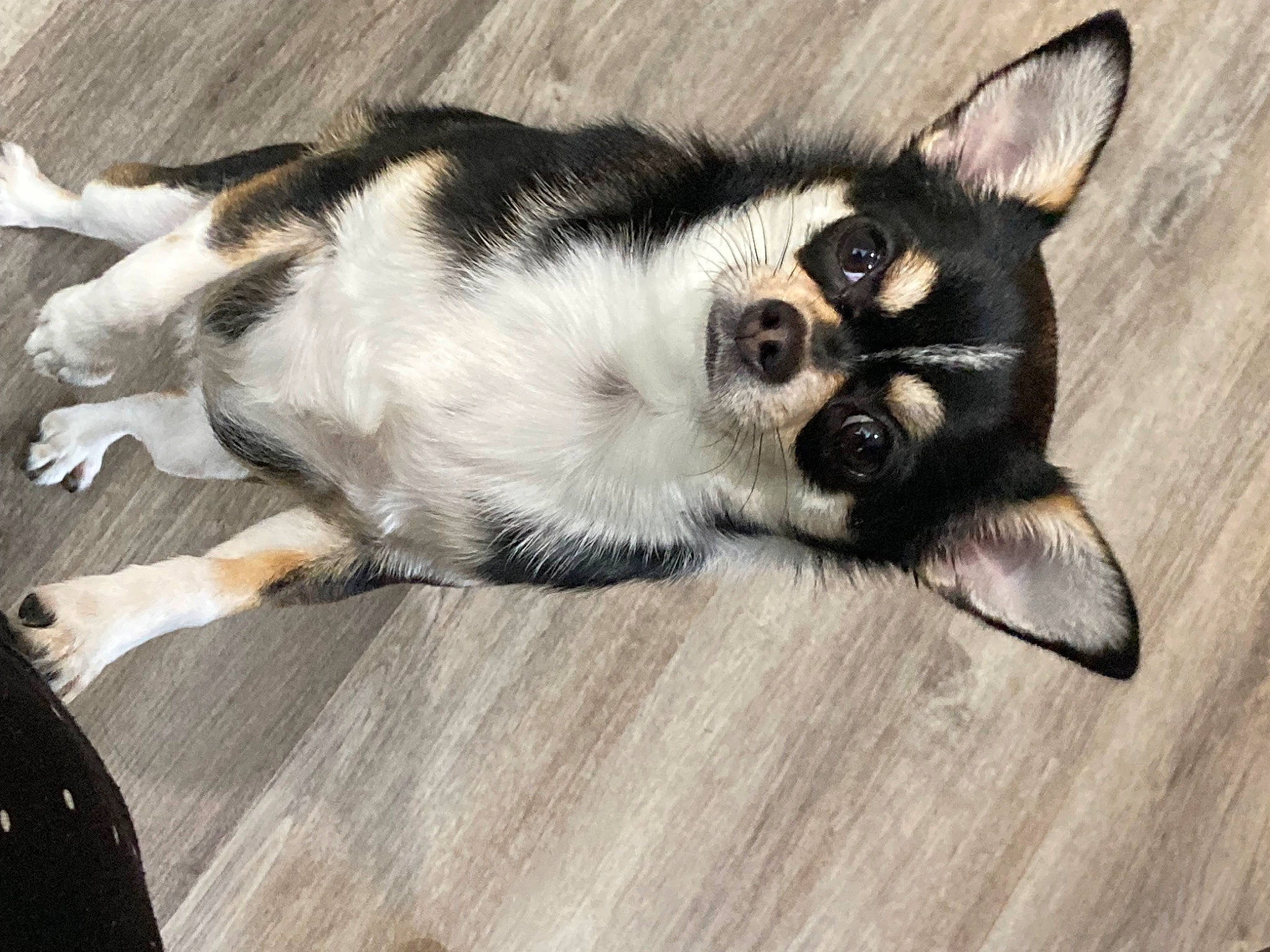 Sarah joined the competition — help win amazing prizes! carnivore, cat, claw, comfort, companion_dog, dog_breed, domestic_short_haired_cat, fawn, felidae, flooring, foot, fur, hardwood, paw, small_to_medium_sized_cats, snout, sporting_group, tail, whiskers, wood