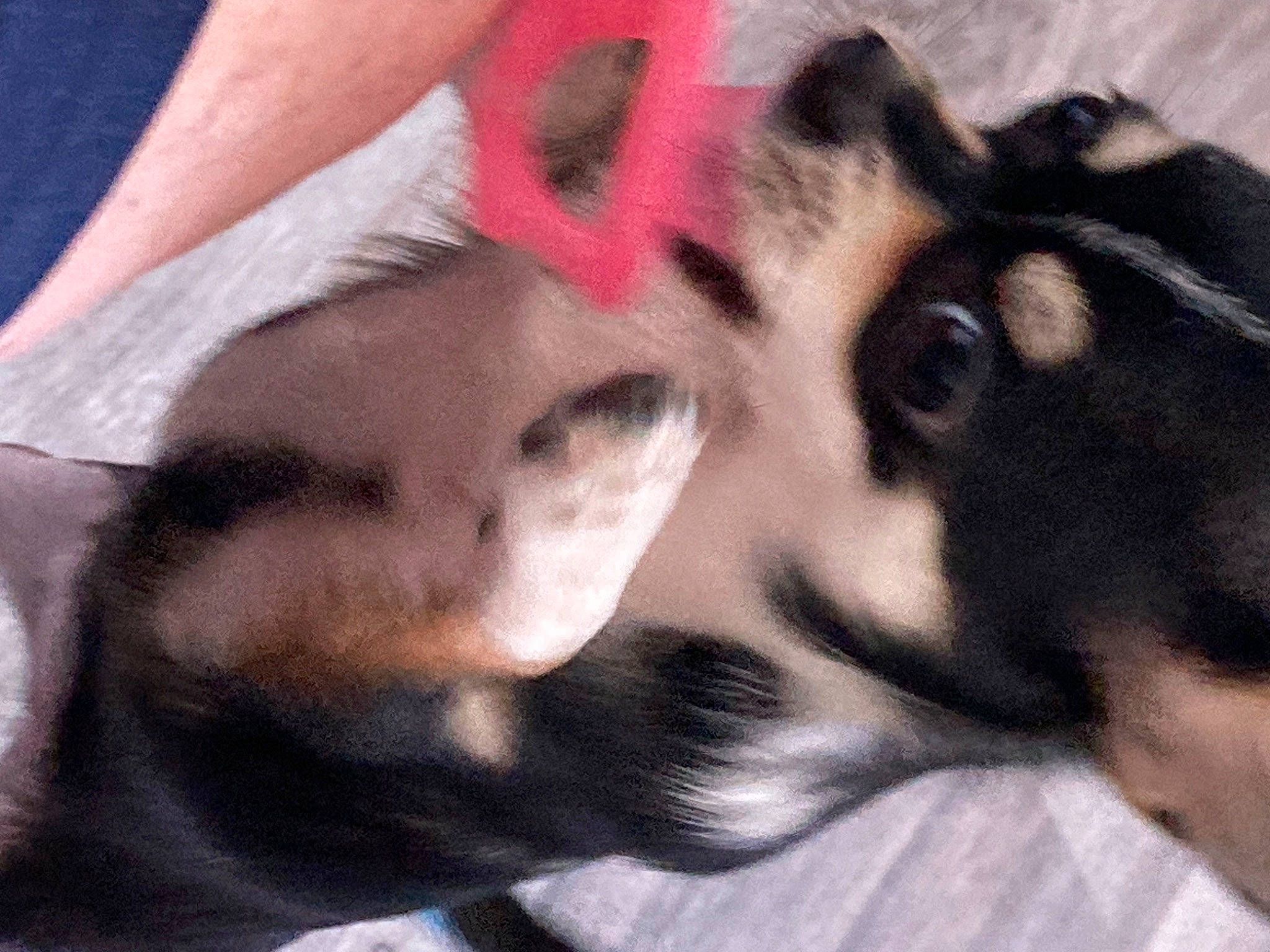 Sarah is registered to the contest to win money with this photo: carnivore, companion_dog, dog, dog_breed, ear, eyelash, felidae, fur, gesture, hair, mammal, nail, paw, puppy_love, snout, sporting_group, terrestrial_animal, whiskers, working_animal, wrist