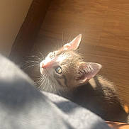 Puddin joined the competition — help win amazing prizes! kitten, cat, indoor, sunlight, wooden_floor, curious, whiskers, pet, animal, young, cute, feline, looking_up, soft_light, shadow, close_up, domestic, small, cozy, warm