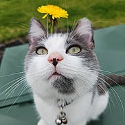 Stormy is registered to the contest to win money with this photo: cat, flower, yellow_flower, green_background, whiskers, pink_nose, collar, bells, close_up, outdoor, pet, cute, animal, feline, portrait, sitting, fur, gray_and_white, nature, curious