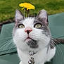 cat, flower, yellow_flower, green_background, whiskers, pink_nose, collar, bells, close_up, outdoor, pet, cute, animal, feline, portrait, sitting, fur, gray_and_white, nature, curious