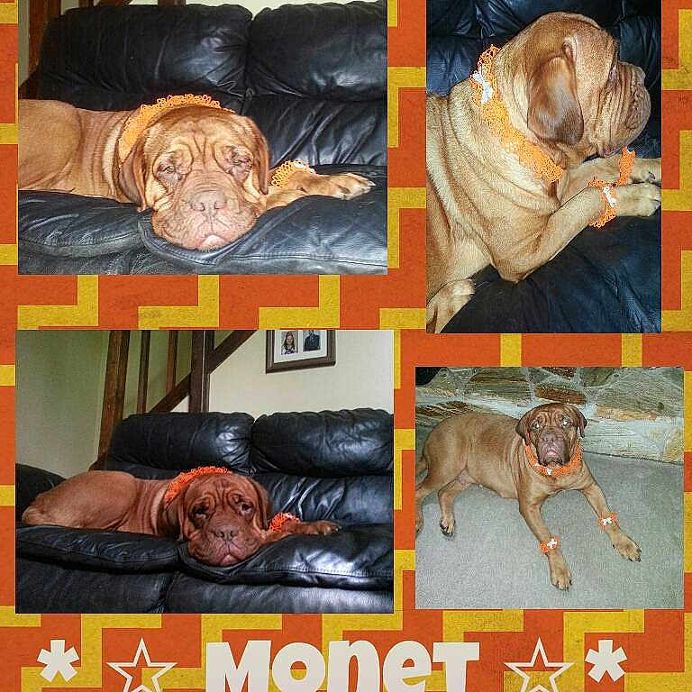 Monet is registered to the contest to win money with this photo: