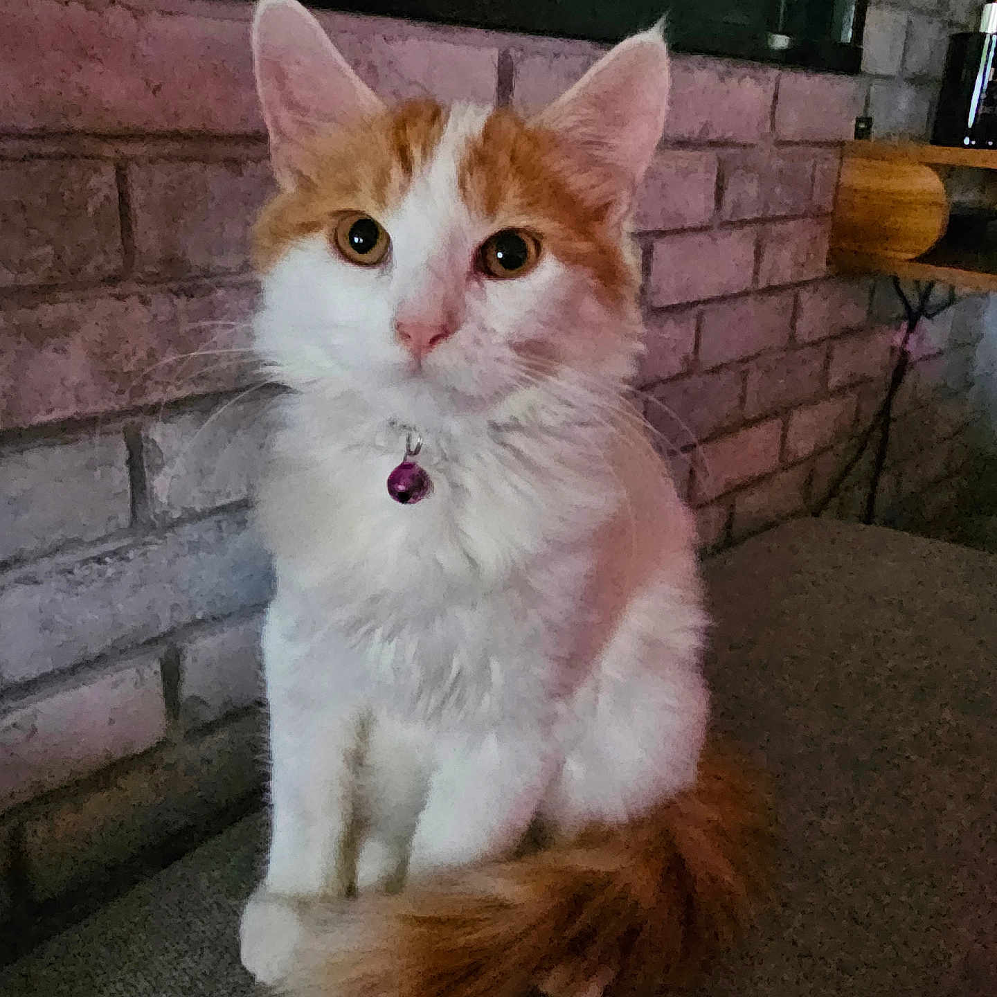 Flocon a rejoint le concours — aidez-le/la à gagner de superbes lots ! abyssinian, accessories, angora, animal, architecture, brick, building, cat, collar, hardwood, indoors, kitten, leash, manx, pet, siamese, slate, strap, wall, wood