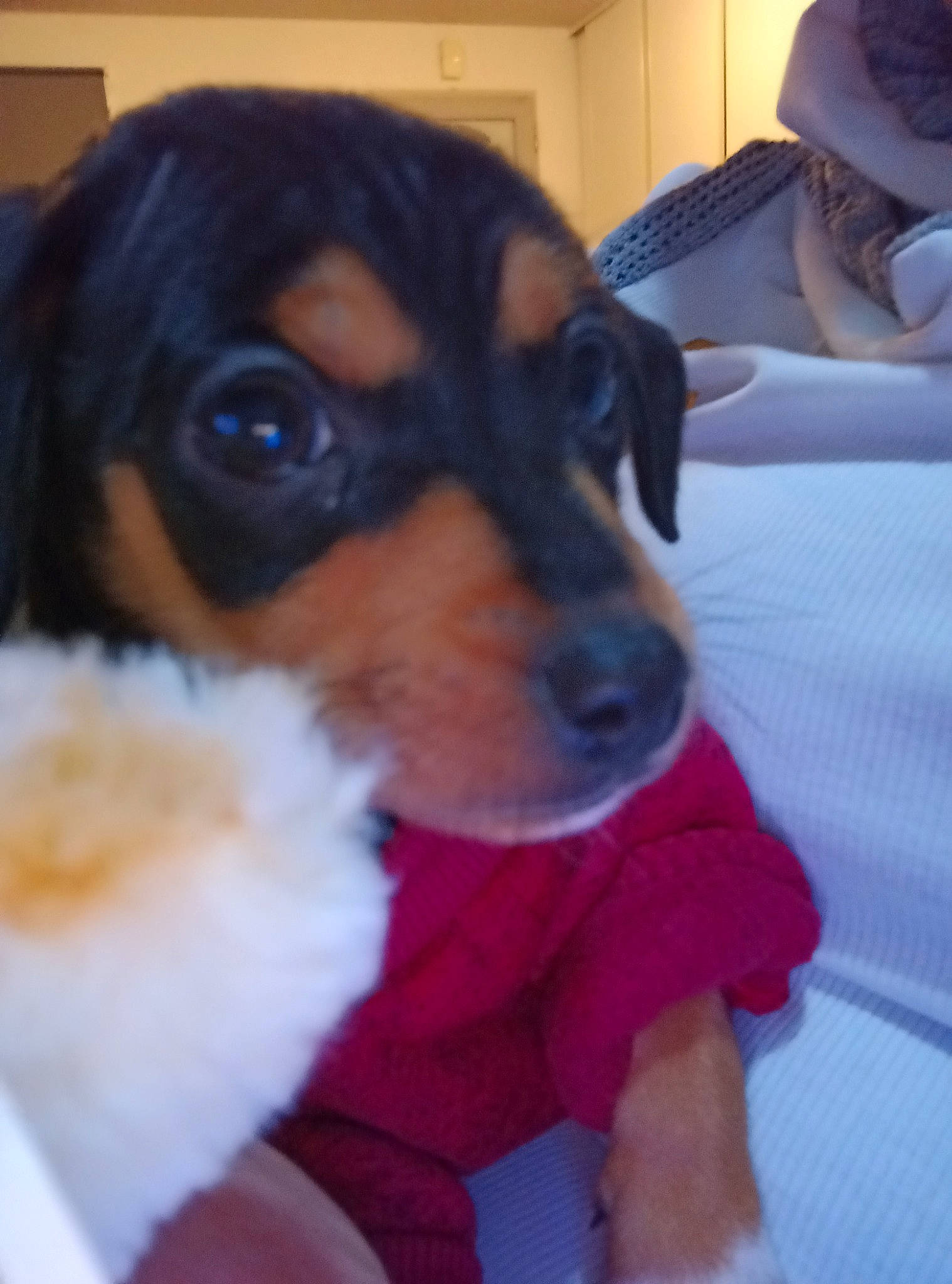 Wendy a rejoint le concours — aidez-le/la à gagner de superbes lots ! ball, canidae, carnivore, comfort, companion_dog, dog, dog_breed, dog_supply, ear, fawn, fur, paw, puppy, puppy_love, snout, sporting_group, toy_dog, whiskers, working_animal, working_dog