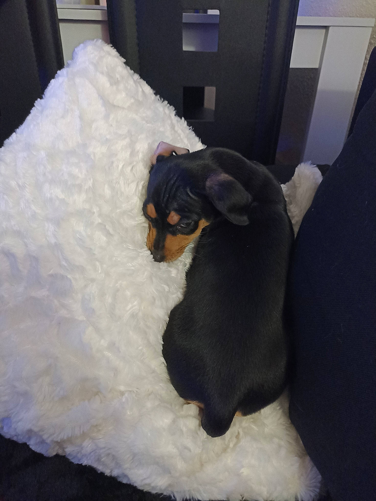 Wendy participe au concours pour gagner de l'argent avec cette photo : canidae, carnivore, comfort, companion_dog, dog, dog_breed, fawn, flooring, formal_wear, fur, guard_dog, linens, mammal, room, snout, sporting_group, tail, toy, toy_dog, working_animal