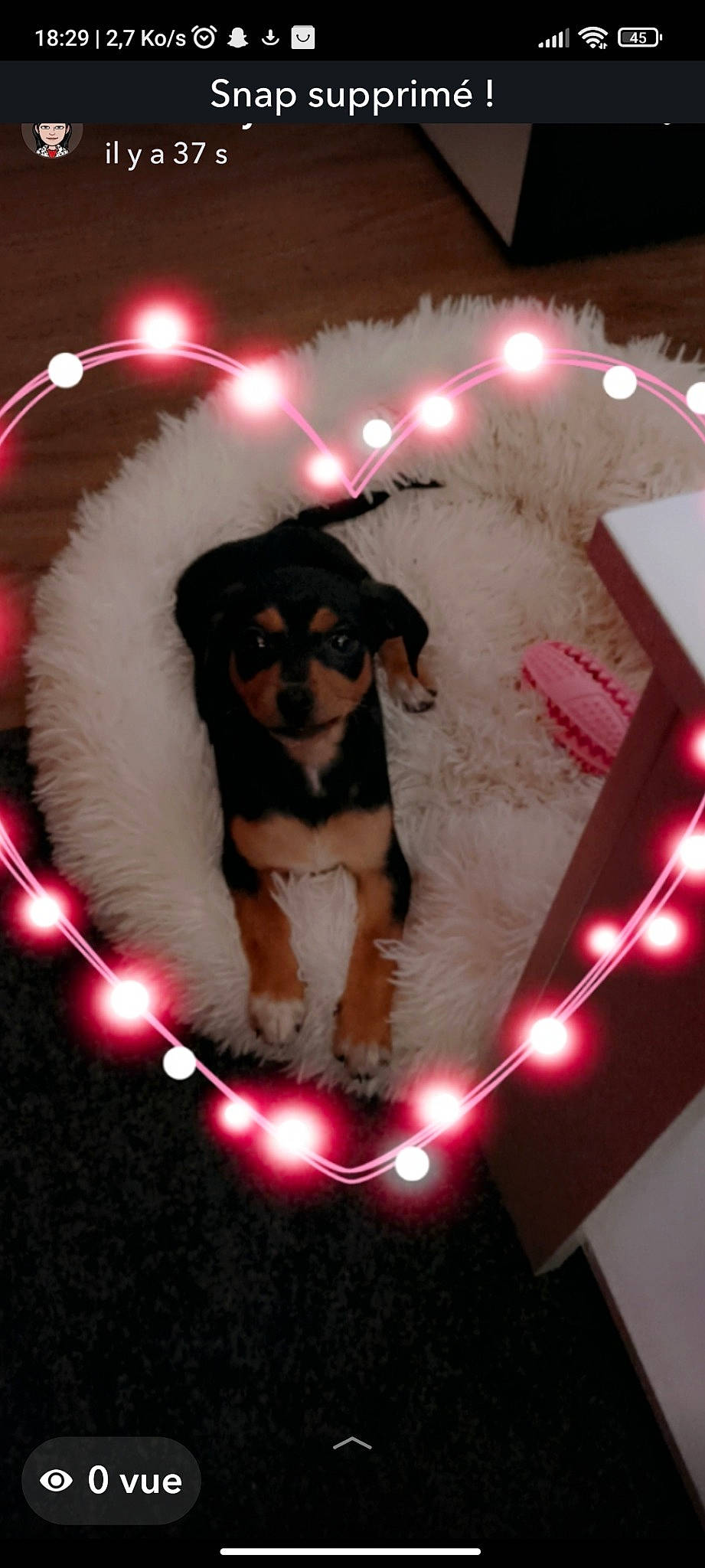 Wendy participe au concours pour gagner de l'argent avec cette photo : carnivore, circle, companion_dog, darkness, dog, dog_breed, event, eyewear, fawn, fun, fur, holiday, light, lighting, magenta, night, pink, toy_dog, vertebrate, white