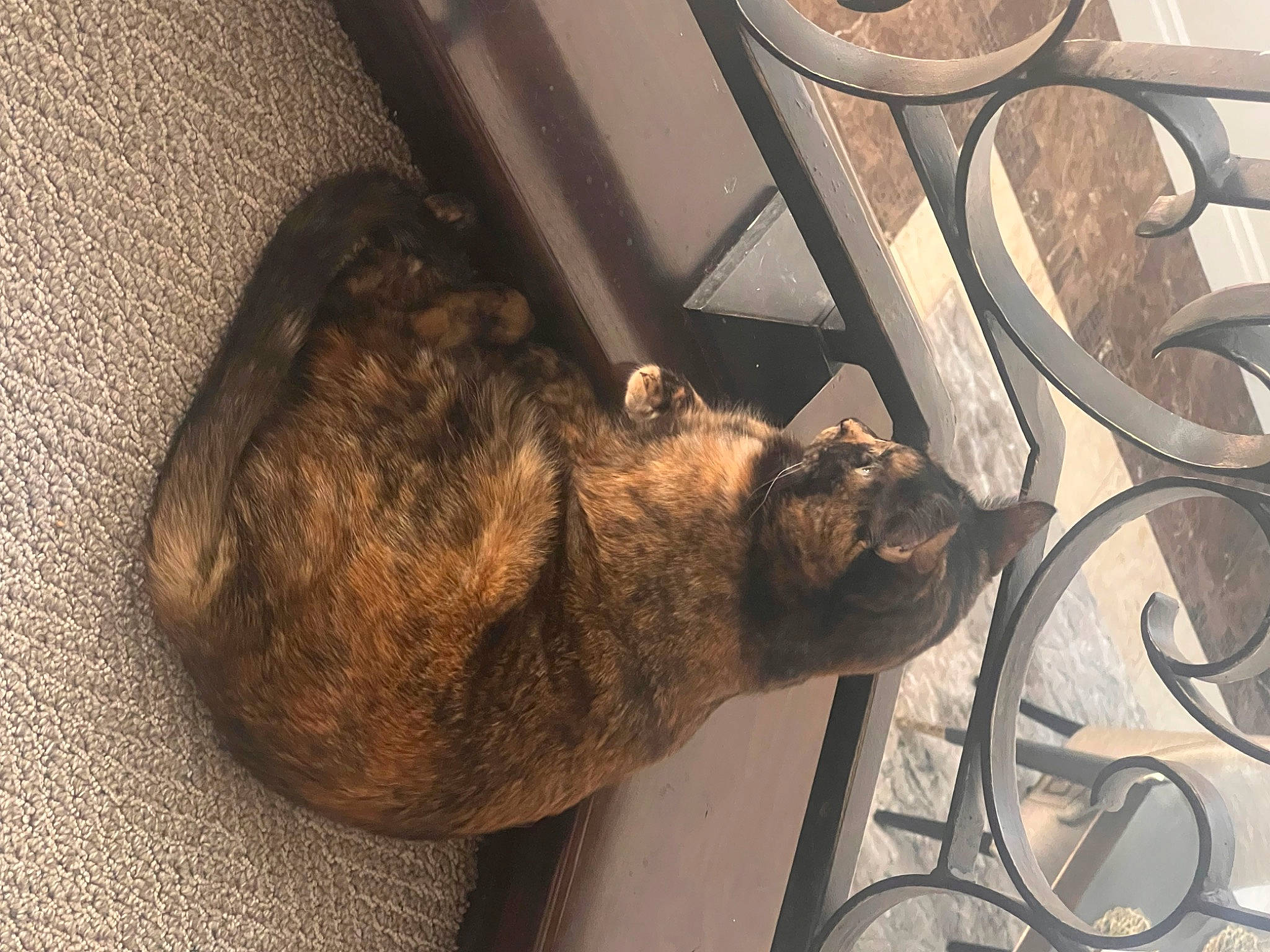 Callie joined the competition — help win amazing prizes! auto_part, automotive_tire, canidae, carnivore, cat, dog_breed, domestic_short_haired_cat, felidae, fur, metal, small_to_medium_sized_cats, snout, sporting_group, tail, terrestrial_animal, tire, vehicle, wheel, whiskers, wood