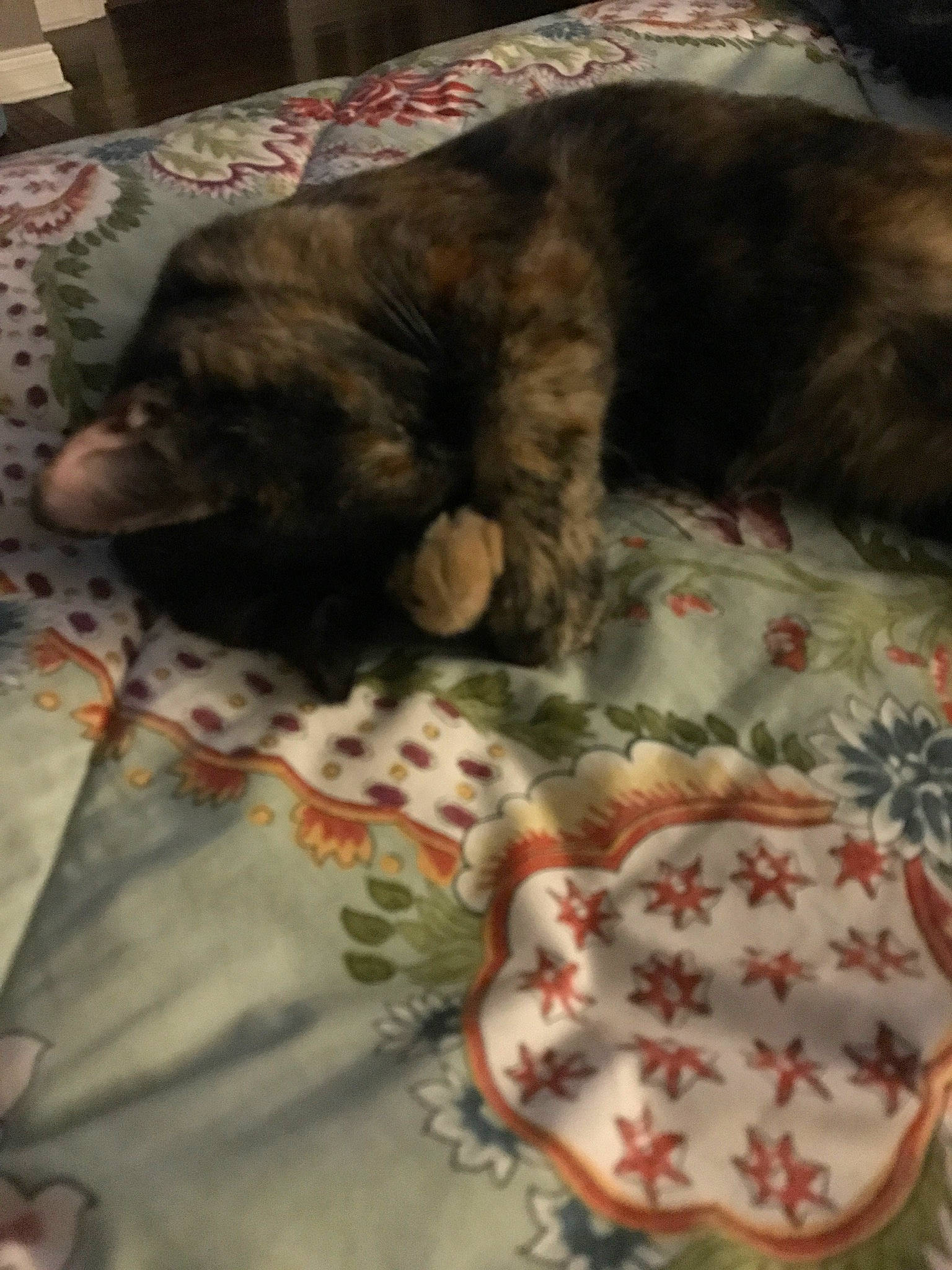 Callie joined the competition — help win amazing prizes! bed, bedding, canidae, carnivore, cat, claw, comfort, companion_dog, dog_breed, felidae, fur, linens, liver, nap, small_to_medium_sized_cats, snout, sporting_group, tail, textile, whiskers