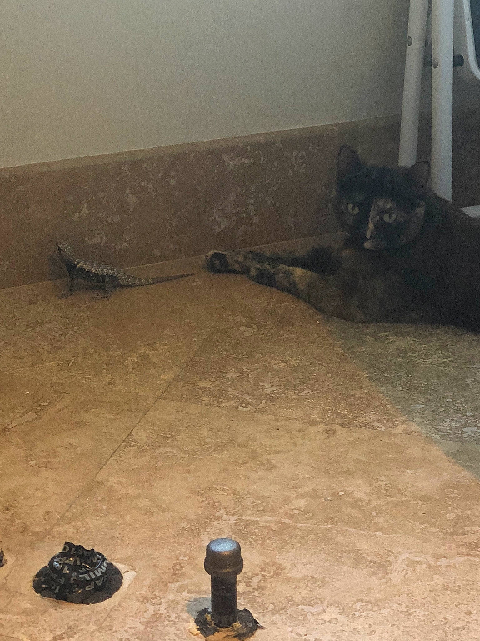 Callie joined the competition — help win amazing prizes! automotive_tire, cat, concrete, domestic_short_haired_cat, felidae, flooring, fur, hardwood, landscape, recreation, rock, room, shadow, small_to_medium_sized_cats, soil, tail, terrestrial_animal, whiskers, wood