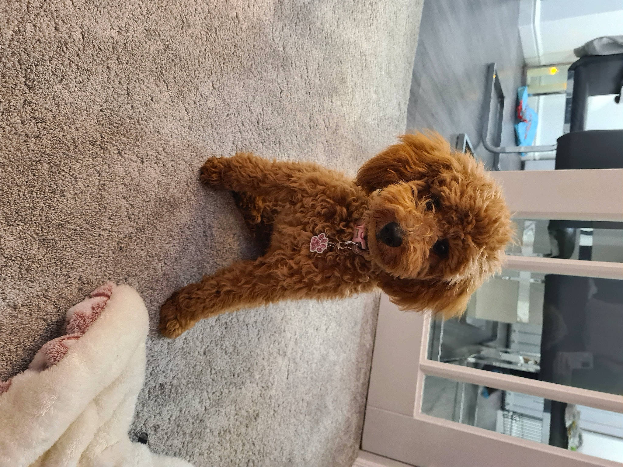 Dixie is registered to the contest to win money with this photo: canidae, carnivore, companion_dog, dog, dog_breed, fawn, fur, liver, metal, poodle, rope_rhythmic_gymnastics, shelf, sporting_group, stuffed_toy, tail, toy, toy_dog, water_dog, wood, working_animal