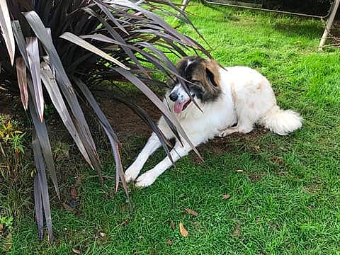 Owen participe au concours pour gagner de l'argent avec cette photo : canidae, carnivore, collar, companion_dog, dog, dog_breed, fawn, garden, grass, herb, hose, japanese_chin, non_sporting_group, plant, sporting_group, tail, terrestrial_animal, toy_dog, working_dog, yard