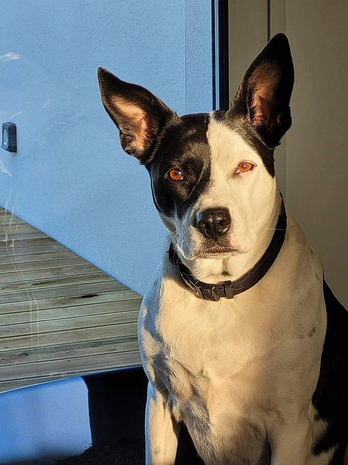 Pepite participe au concours pour gagner de l'argent avec cette photo : ancient_dog_breeds, canidae, carnivore, collar, companion_dog, dog, dog_breed, dog_collar, ear, eye, fawn, fur, head, human_body, non_sporting_group, sporting_group, whiskers, window, wood, working_animal