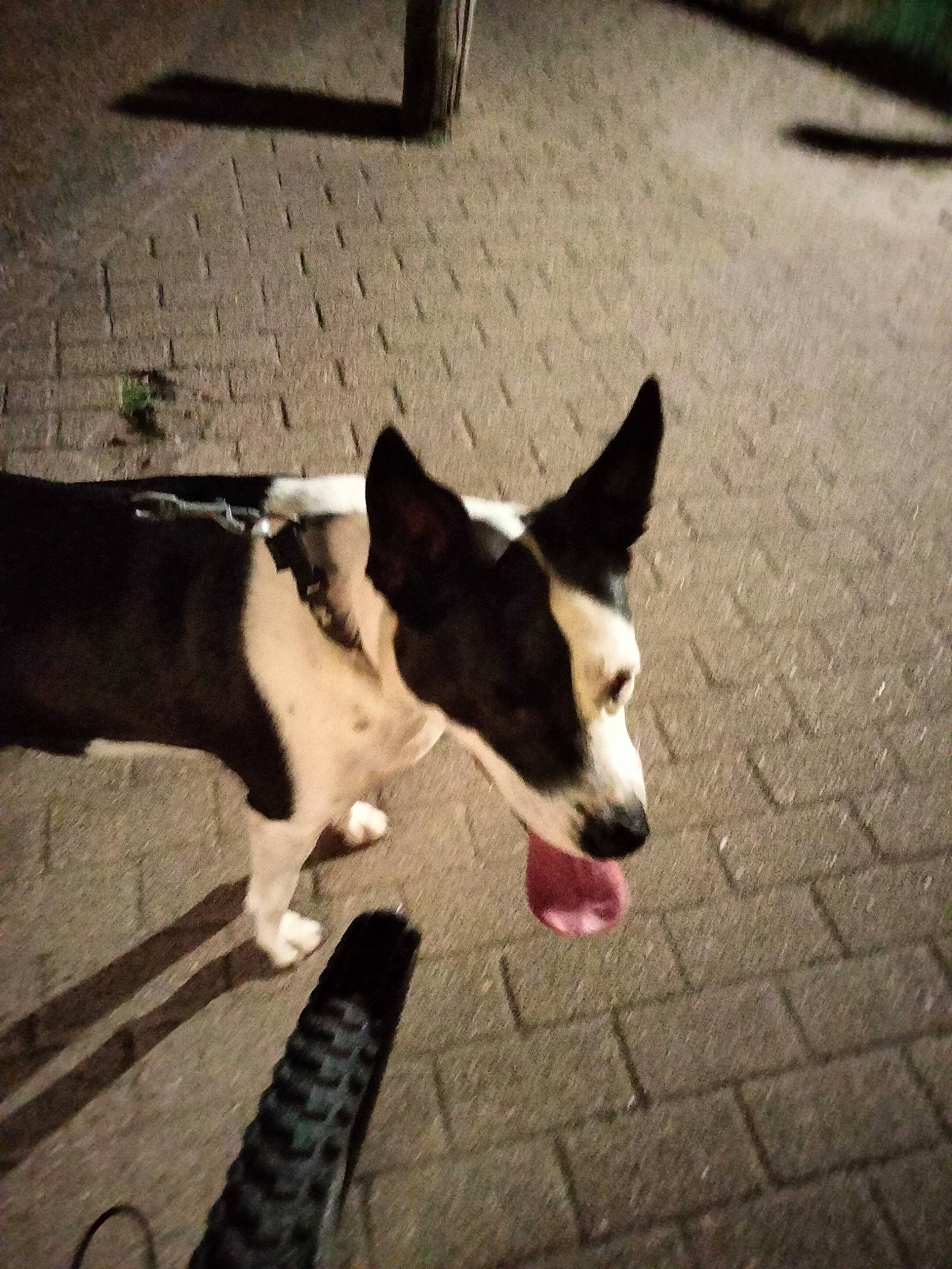 Pepite a rejoint le concours — aidez-le/la à gagner de superbes lots ! carnivore, companion_dog, dog, dog_breed, dog_collar, floor, flooring, light, line, paw, plant, road_surface, shadow, sidewalk, snout, sporting_group, tail, tints_and_shades, whiskers, working_animal