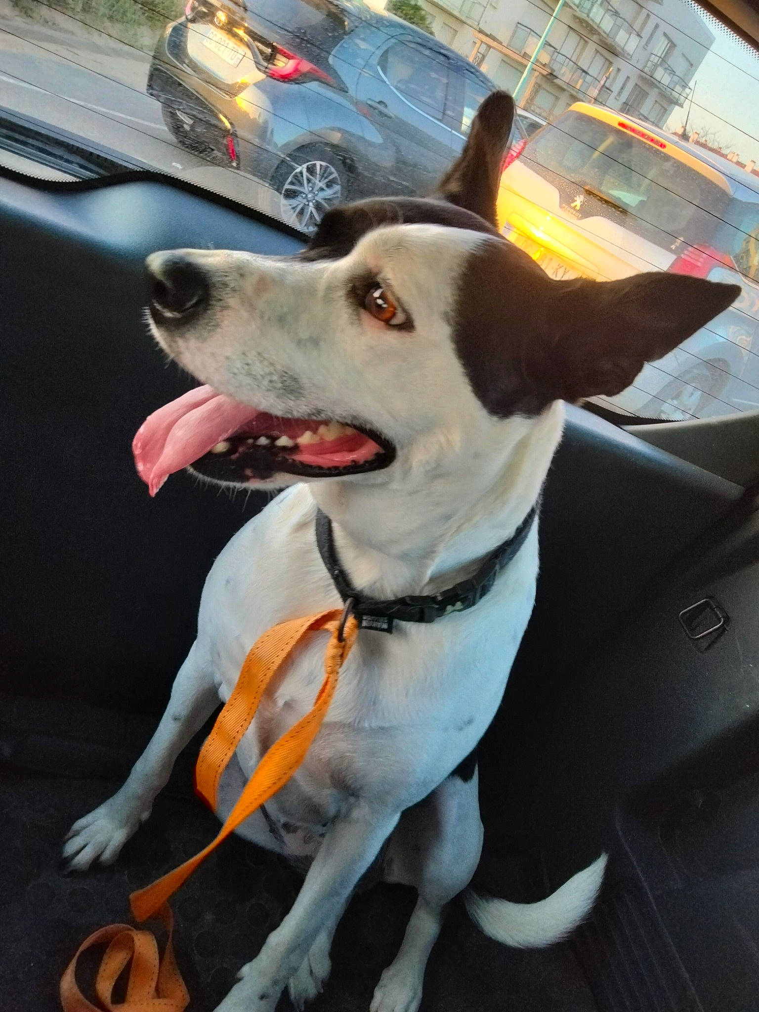 Pepite a rejoint le concours — aidez-le/la à gagner de superbes lots ! automotive_exterior, canidae, car, carnivore, collar, companion_dog, dog, dog_breed, dog_collar, dog_supply, door, fawn, leash, snout, sporting_group, tire, vehicle, vehicle_registration_plate, wheel, whiskers