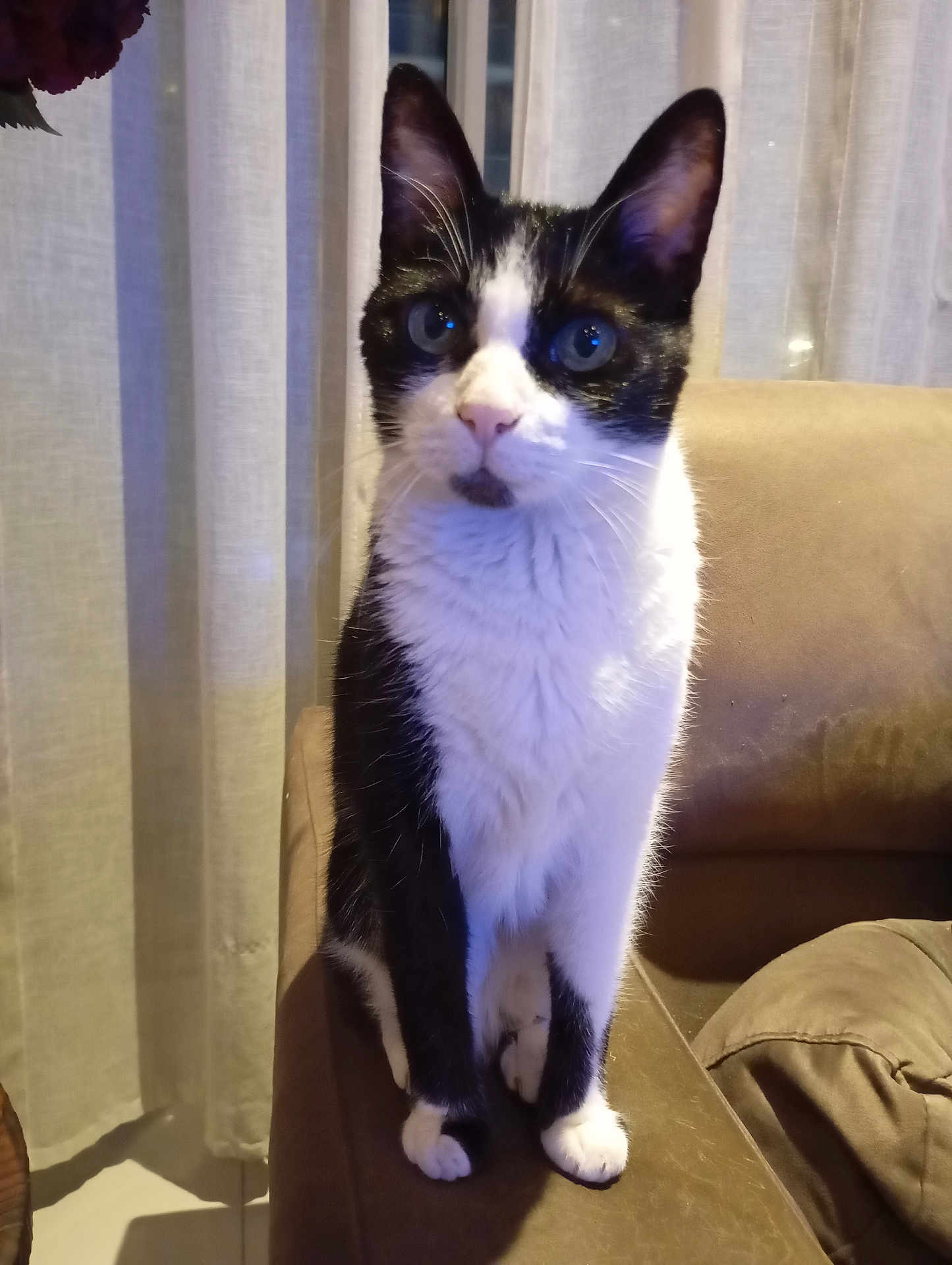 Fifille participe au concours pour gagner de l'argent avec cette photo : cat, black_and_white, pet, indoor, curious, feline, sitting, couch, armrest, fur, whiskers, ears, eyes, home, curtains, cozy, animal, domestic, mammal, portrait