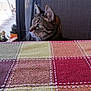 animal, background_blur, cat, checkered, closeup, colorful, curious, domestic_cat, feline, indoor, looking_left, pet, portrait, quiet, soft_light, tabby, tablecloth, texture, whiskers, window_screen