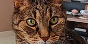 Moustic a rejoint le concours — aidez-le/la à gagner de superbes lots ! animal, cat, close_up, curious, cute, domestic_cat, ears, face, feline, fur, green_eyes, indoor, living_room, mammal, nose, pet, portrait, sitting, tabby_cat, whiskers