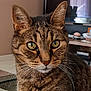 animal, cat, close_up, curious, cute, domestic_cat, ears, face, feline, fur, green_eyes, indoor, living_room, mammal, nose, pet, portrait, sitting, tabby_cat, whiskers