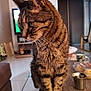 Moustic a rejoint le concours — aidez-le/la à gagner de superbes lots ! animal, blurred_background, cat, close_up, cozy, cup, curious, domestic_animal, feline, fur, household, indoor, living_room, mammal, pet, portrait, sitting, tabby, table, whiskers