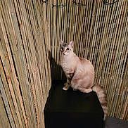 Neige participe au concours pour gagner de l'argent avec cette photo : cat, fence, bamboo, night, animal, pet, curious, fluffy_tail, black_box, sitting, indoor, looking, fur, whiskers, ears, alert, quiet, shadow, wood, natural